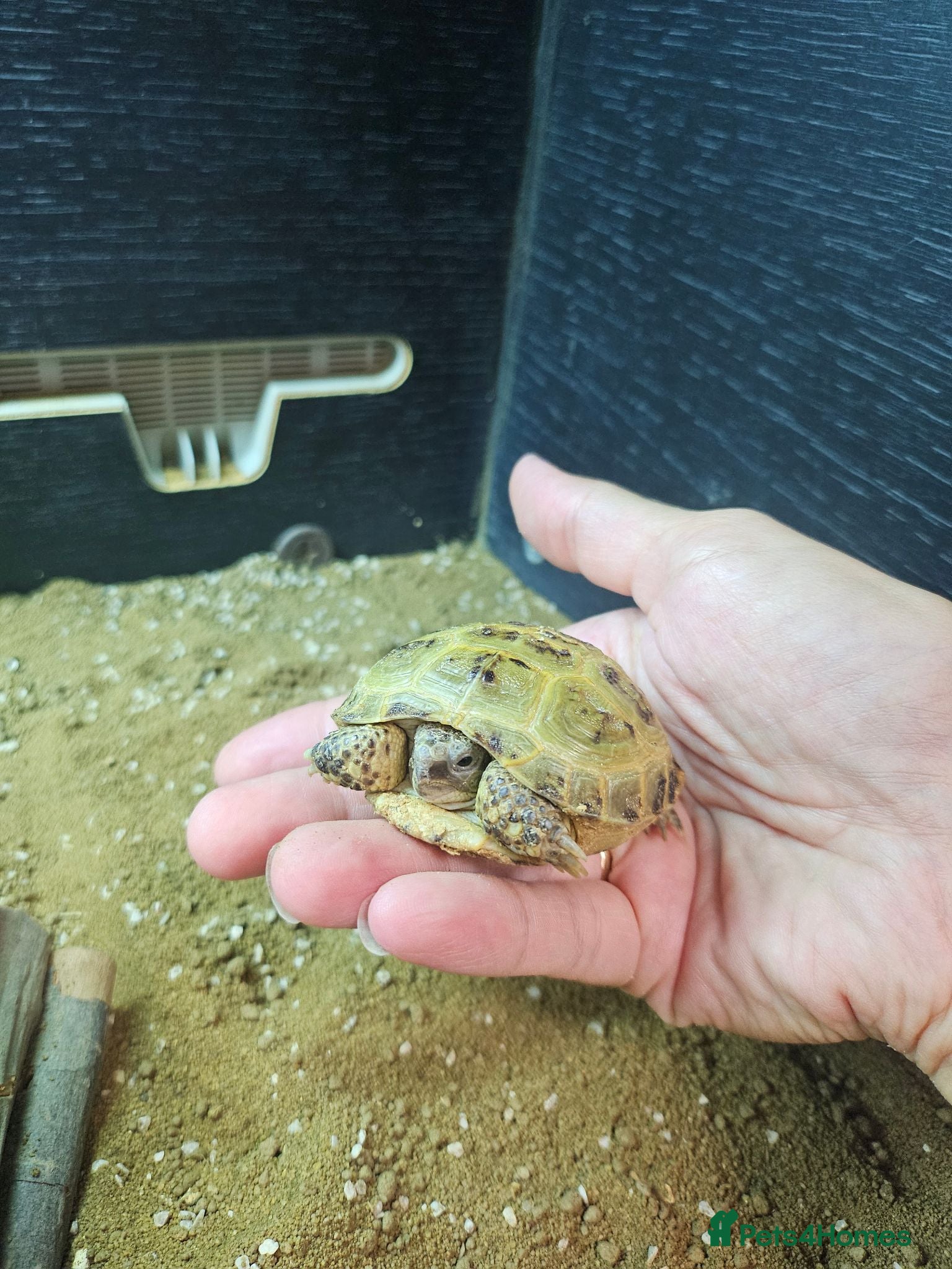 Tortoise reptiles Horsefield tortoises - Advert 21
