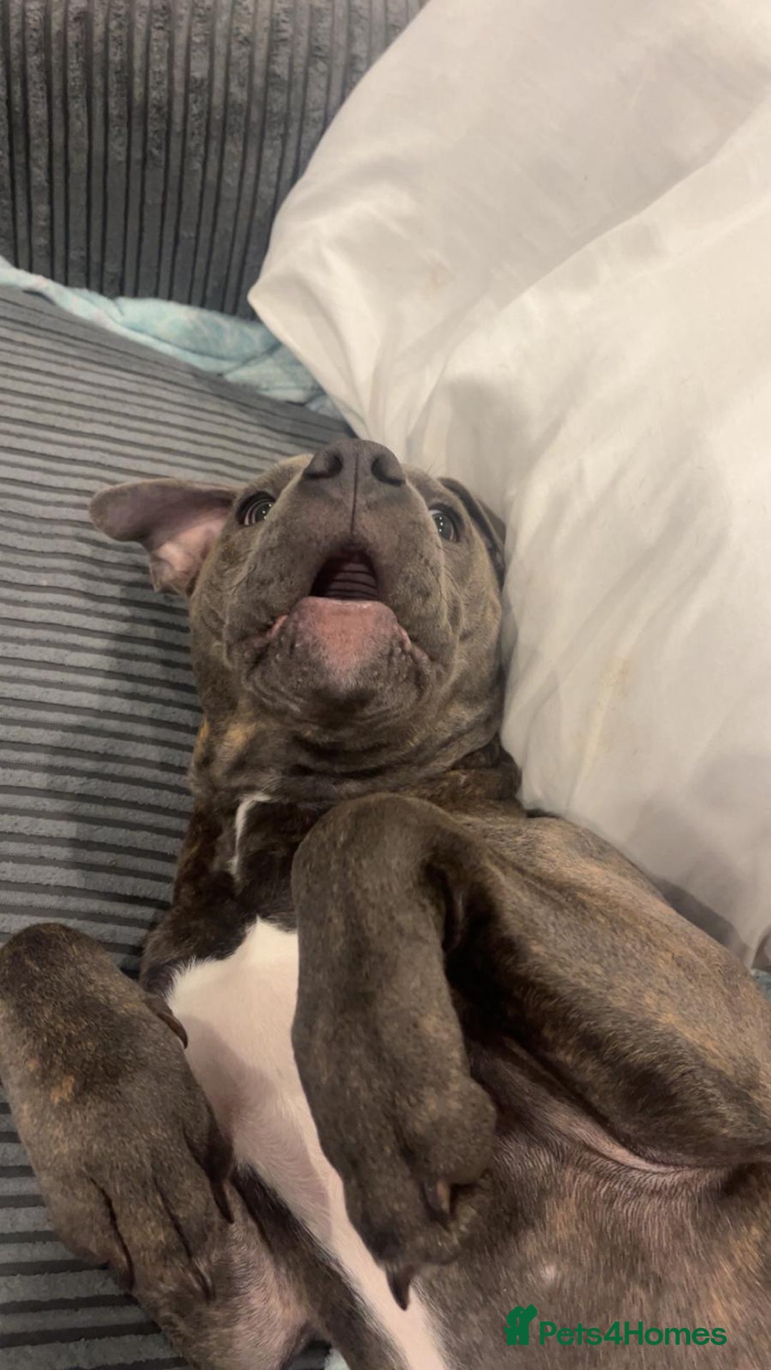 Staffordshire Bull Terrier dogs for sale: 7 month old male pup - Advert 2