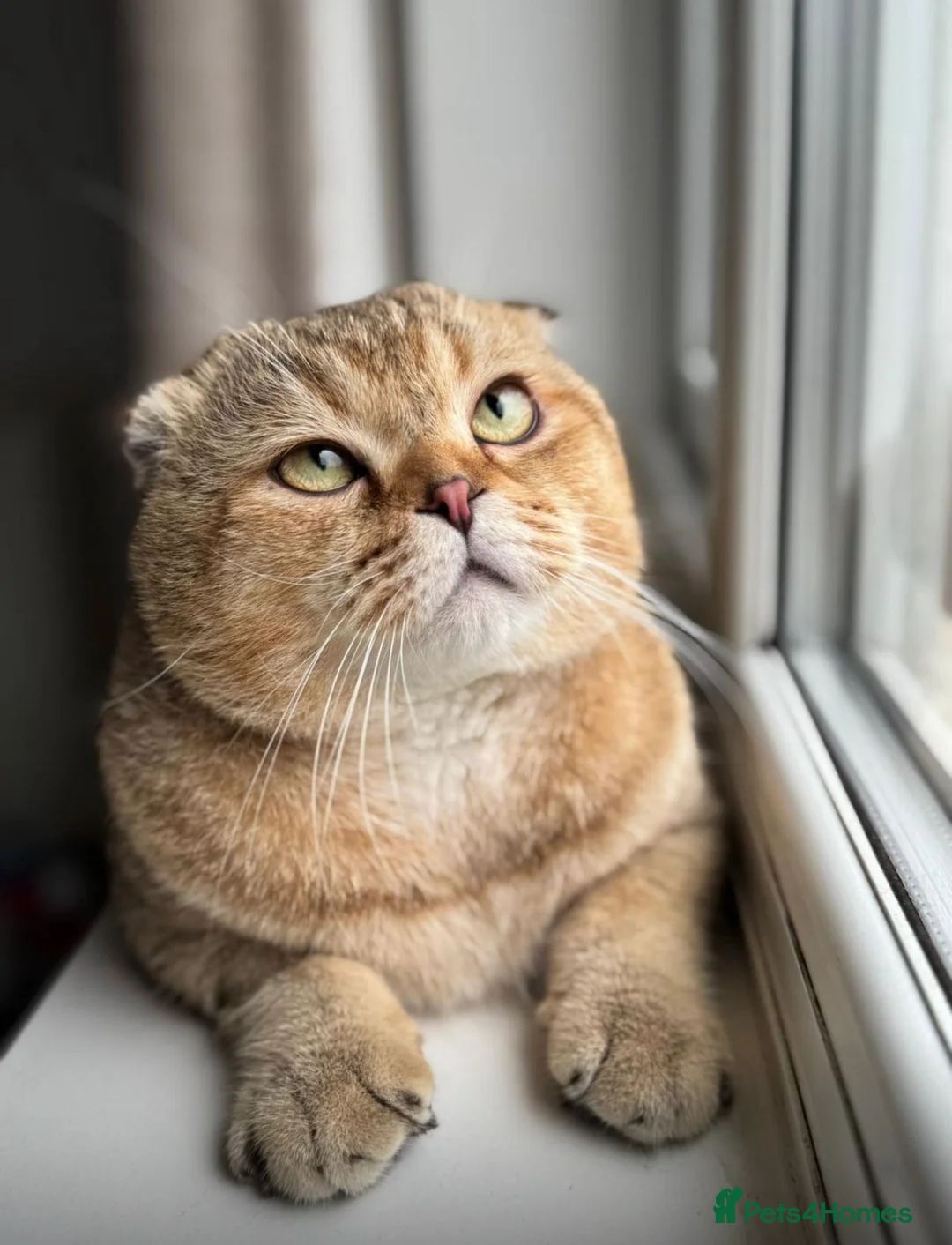 Scottish Fold cats for sale: Scottish fold for sale  - Advert 15