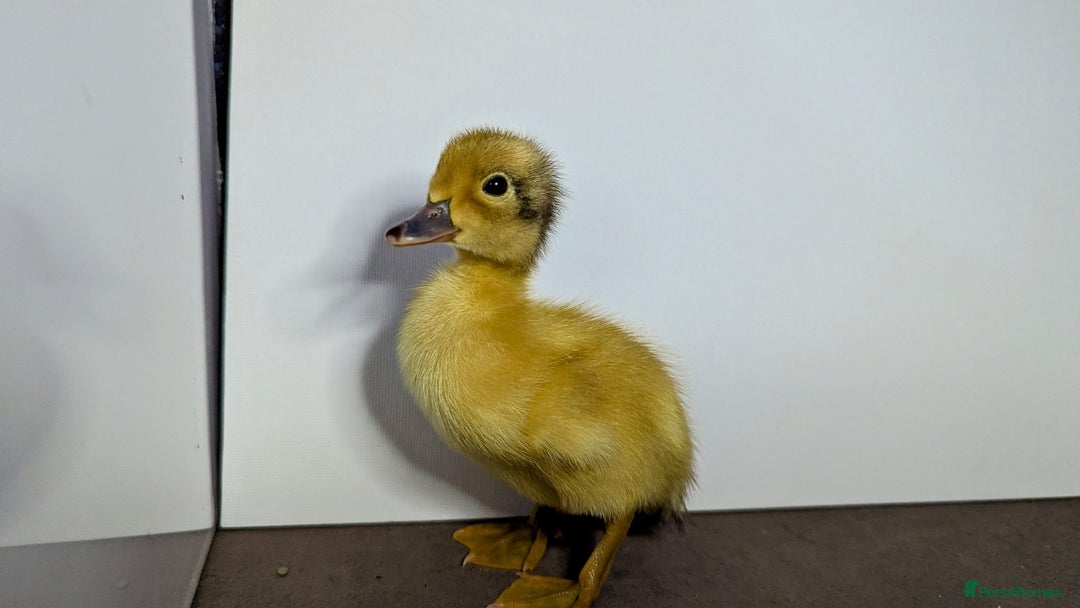 Ducks poultry for sale: 14 Welsh Harlequin Ducklings - Image 6