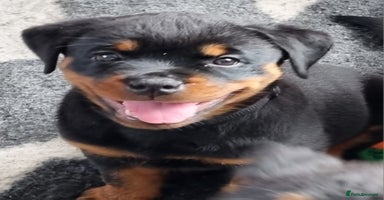 Rottweiler dogs - Advert 1