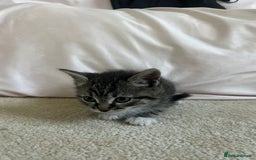Ragdoll cats for sale: Ragdoll X Kittens - Image 22