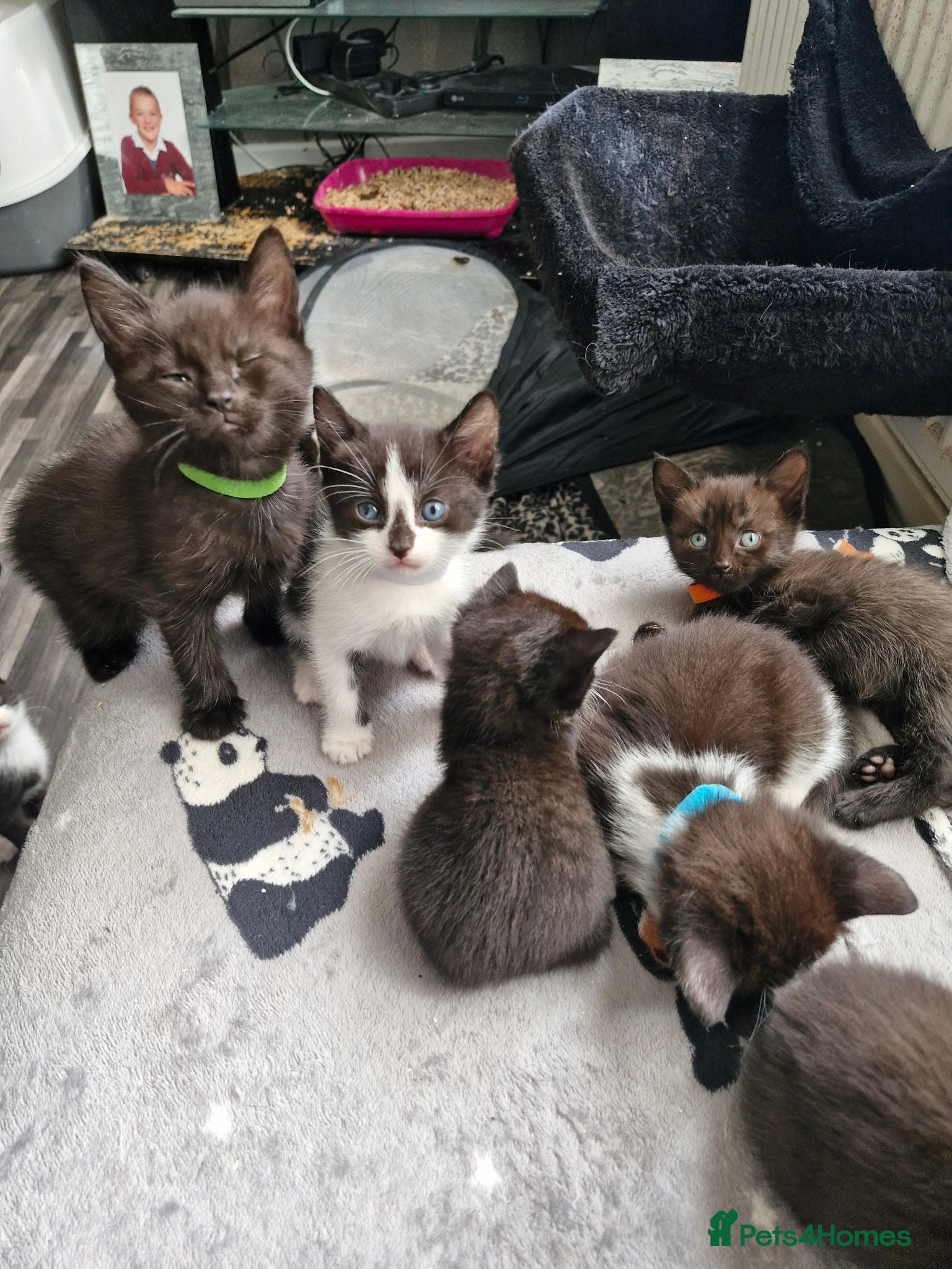 Mixed Breed cats for sale: 4 kittens black and black / white - Advert 2
