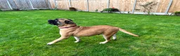 Bullmastiff dogs for sale: Gentle Girl - Advert 2