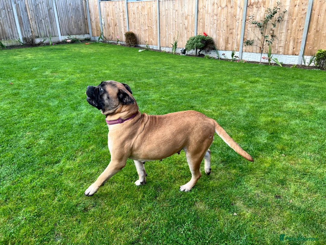 Bullmastiff dogs for sale: Gentle Girl - Advert 2