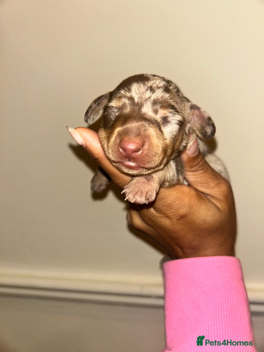 Miniature Dachshund dogs for sale: Beautiful miniature dachshund (male) - Image 3