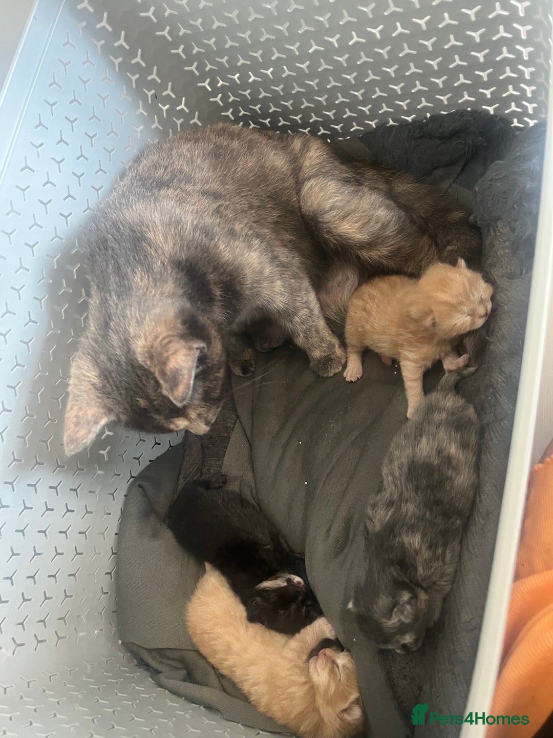 Maine Coon cats for sale: Beautiful kittens for sale  - Image 7