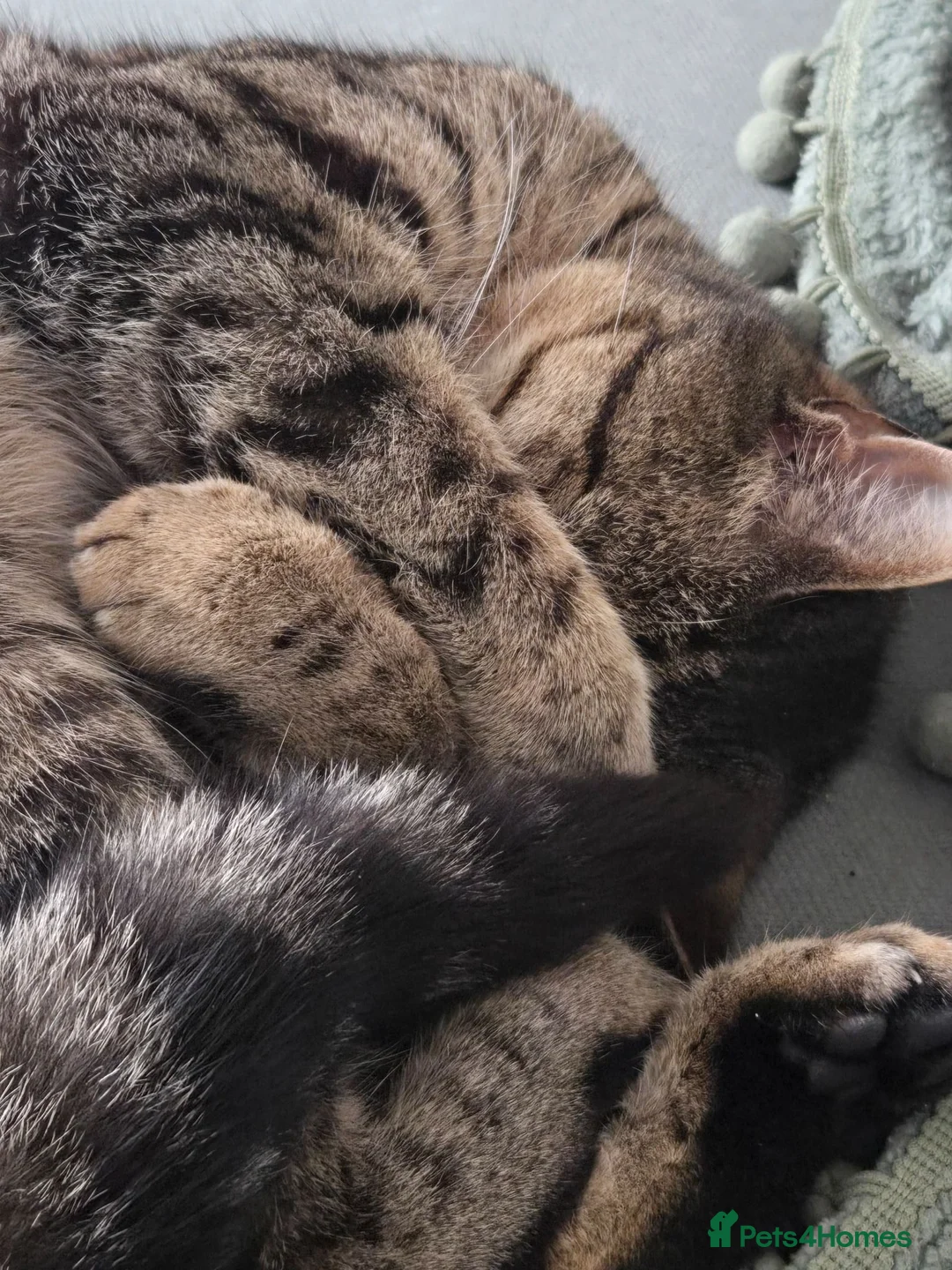 British Shorthair cats for sale: Male cat for rehoming in Crediton - Advert 3