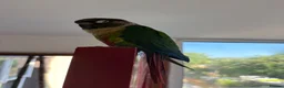 Conures birds for sale: Green cheek conure looking for new home - Advert 6