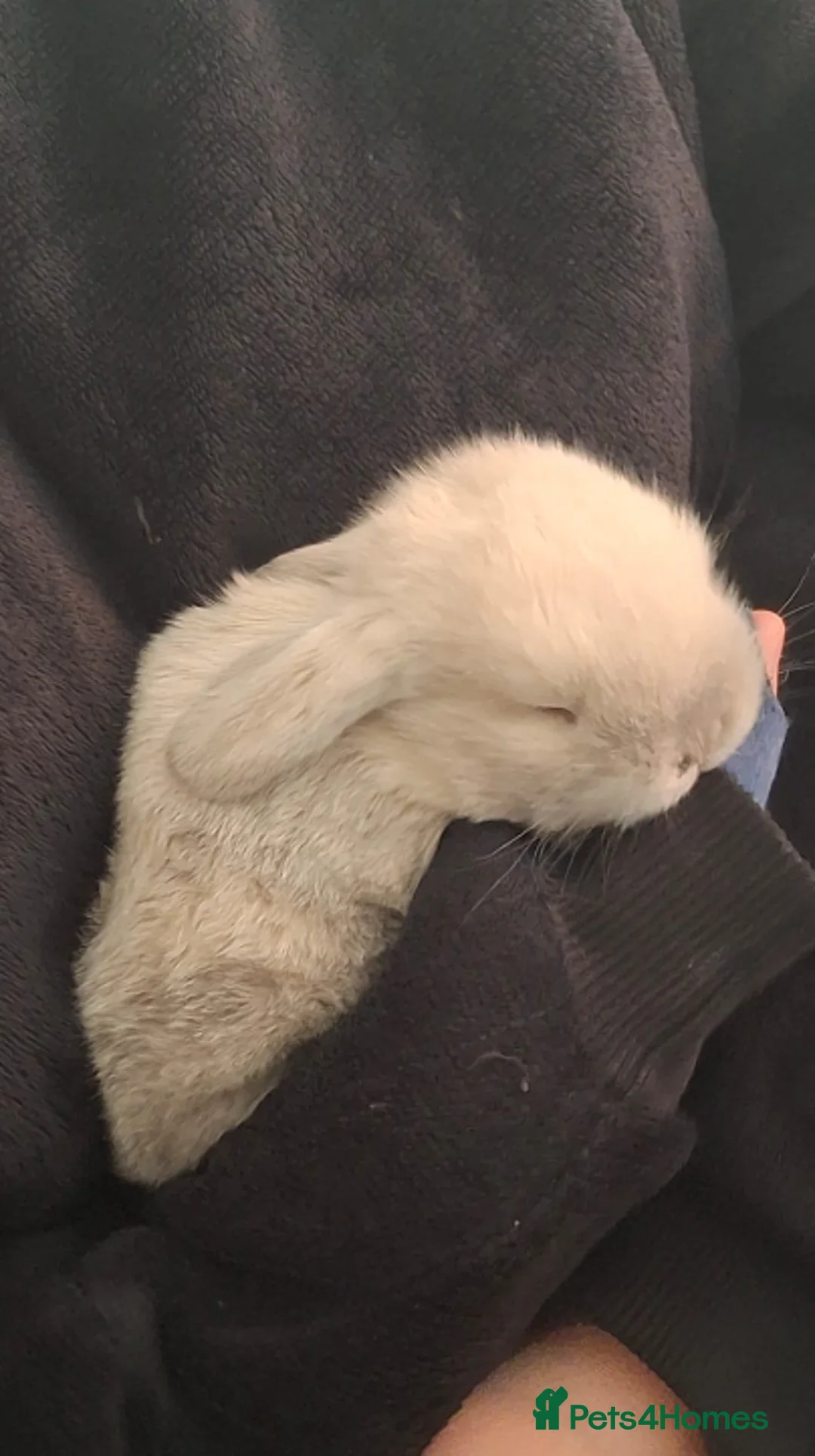 Mini Lop rabbits for sale: Pure Bred Mini Lops - Advert 6