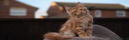 Maine Coon cats for sale: XL Pedigree Maine coon kittens - Advert 27
