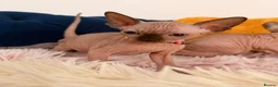 Sphynx cats for sale: 3 stunning kittens available! - Advert 19