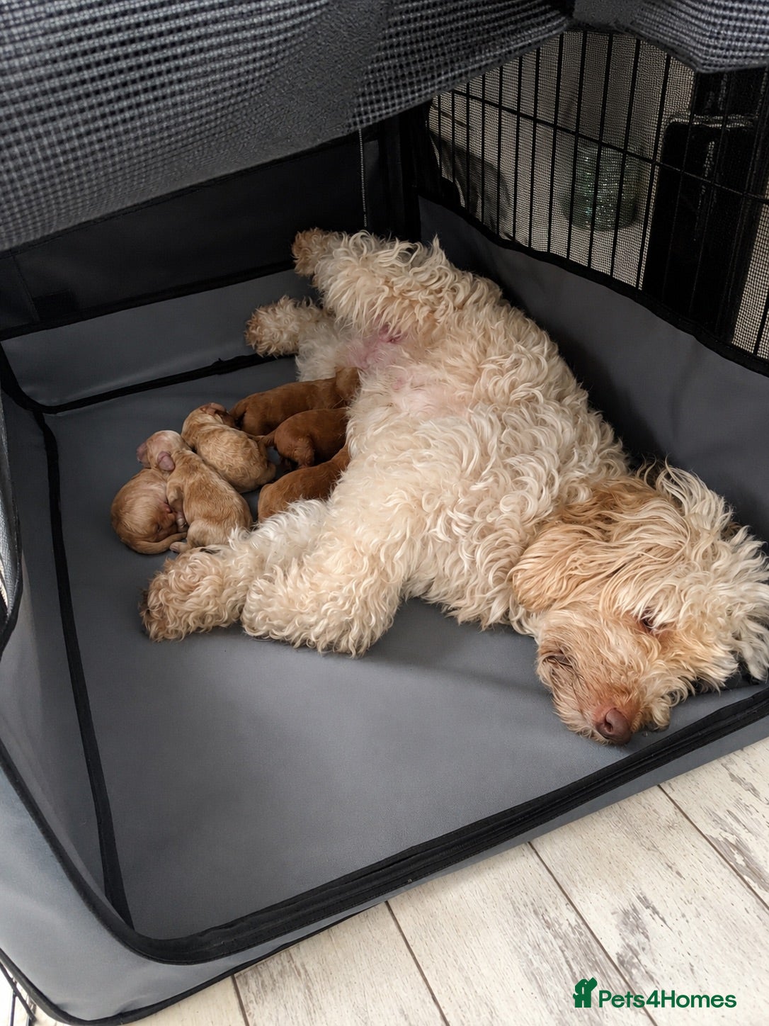 Cockapoo dogs 1 Male Beige Cockapoo  - Advert 1