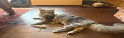 Maine Coon cats for sale: 1 year old male Maine coon in Doncaster - Advert 7