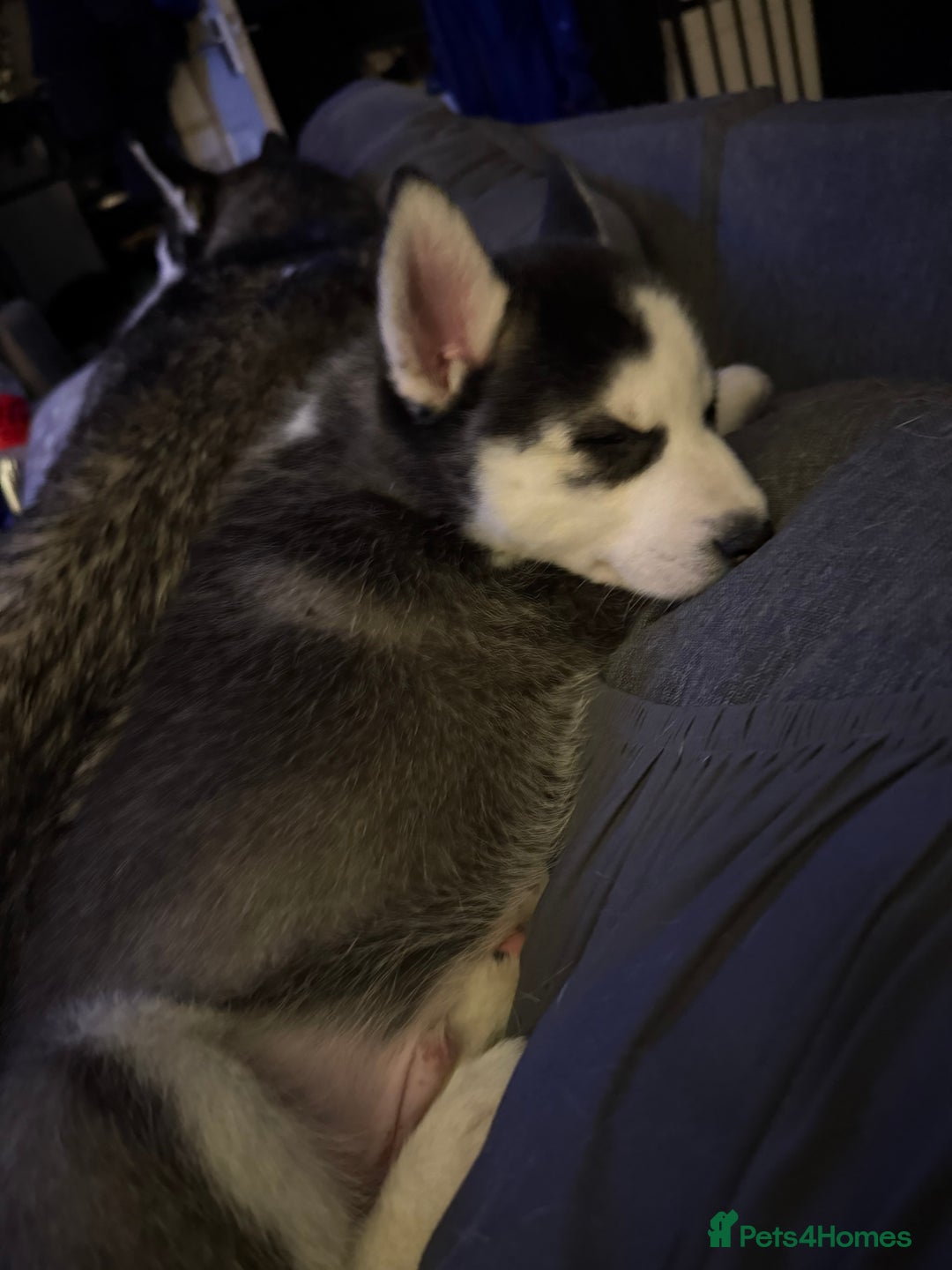 Siberian Husky dogs for sale: 3 beautiful Siberian huskies, 2 male and 1 female - Advert 9