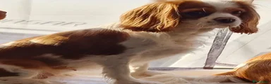 Cavalier King Charles Spaniel 1