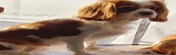 Cavalier King Charles Spaniel dogs for sale: Cavalier King Charles female - 4yrs old - Advert 2