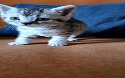 British Shorthair cats for sale: British shorthair x - Image 2
