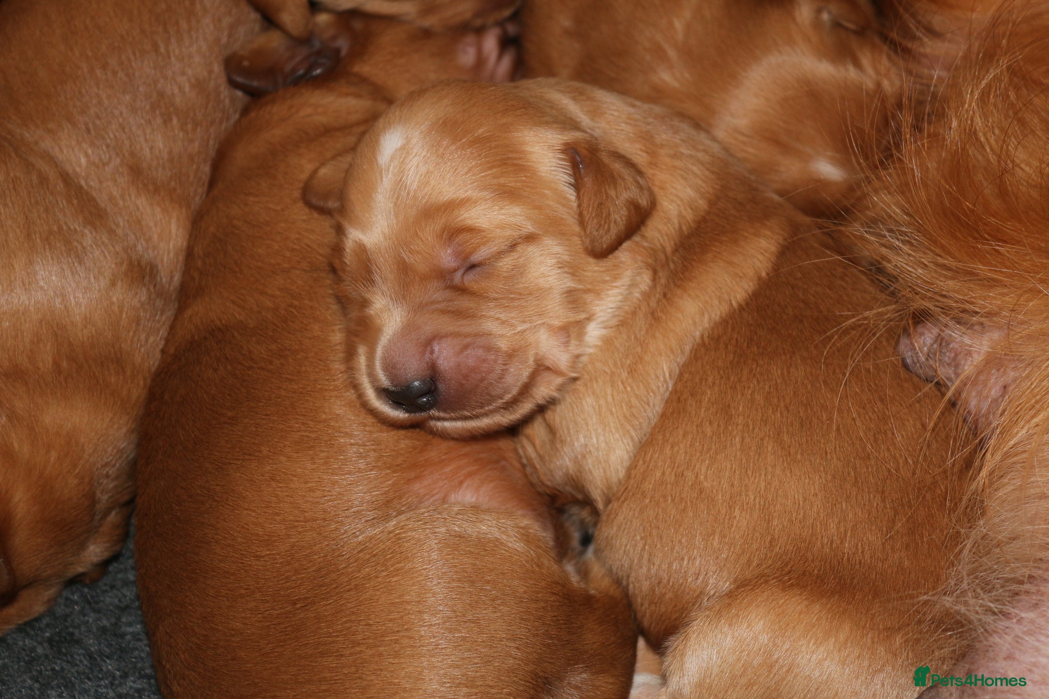 Golden Retriever dogs Dark Red KC Reg Working Golden Retriever Puppies - Advert 3