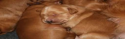 Golden Retriever dogs for sale: Dark Red KC Reg Working Golden Retriever Puppies - Advert 1