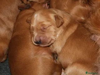 Golden Retriever dogs Dark Red KC Reg Working Golden Retriever Puppies - Advert 3