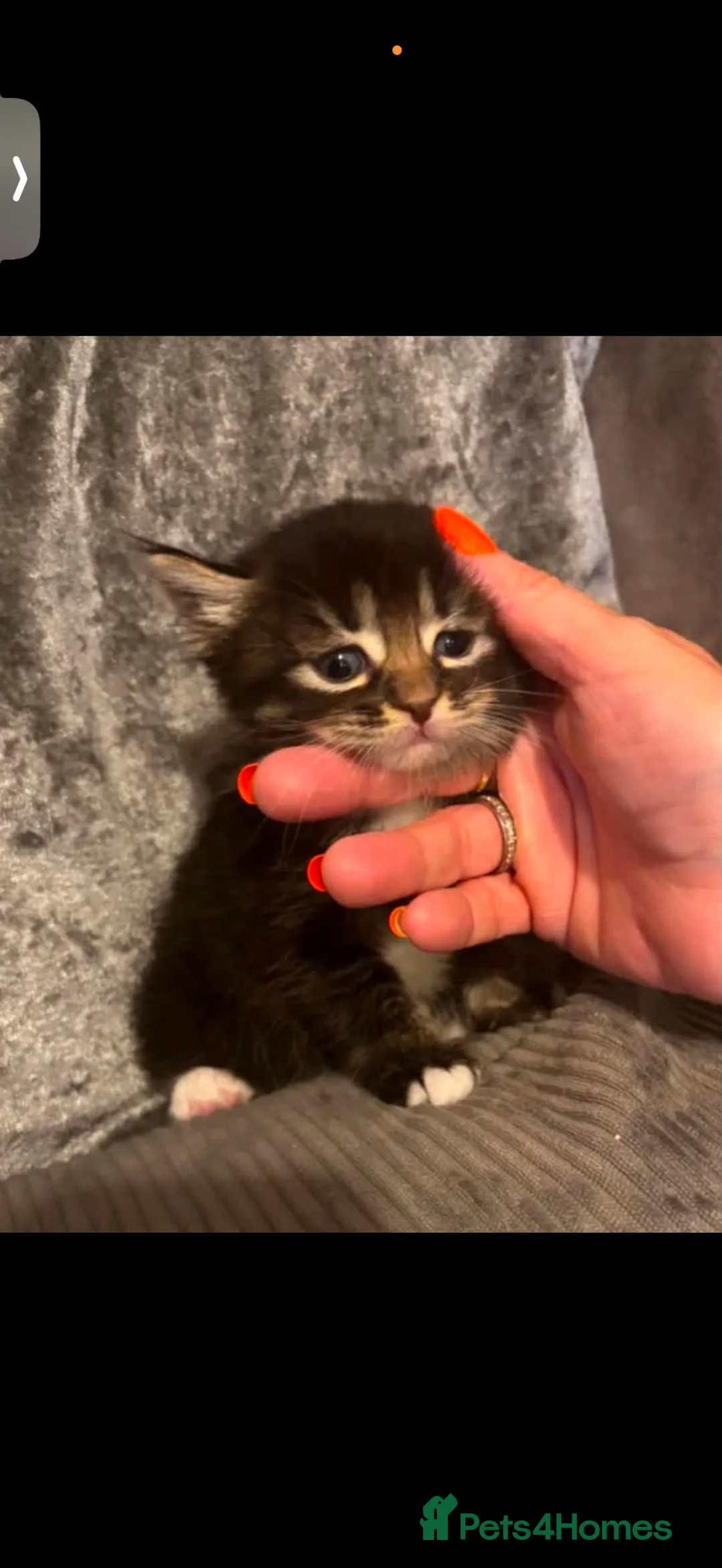 British Longhair cats for sale: 5 beautiful kittens looking for forever homes - Advert 11