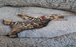 Bengal cats for sale: Pure Bengal kittens ❤️  - Image 17