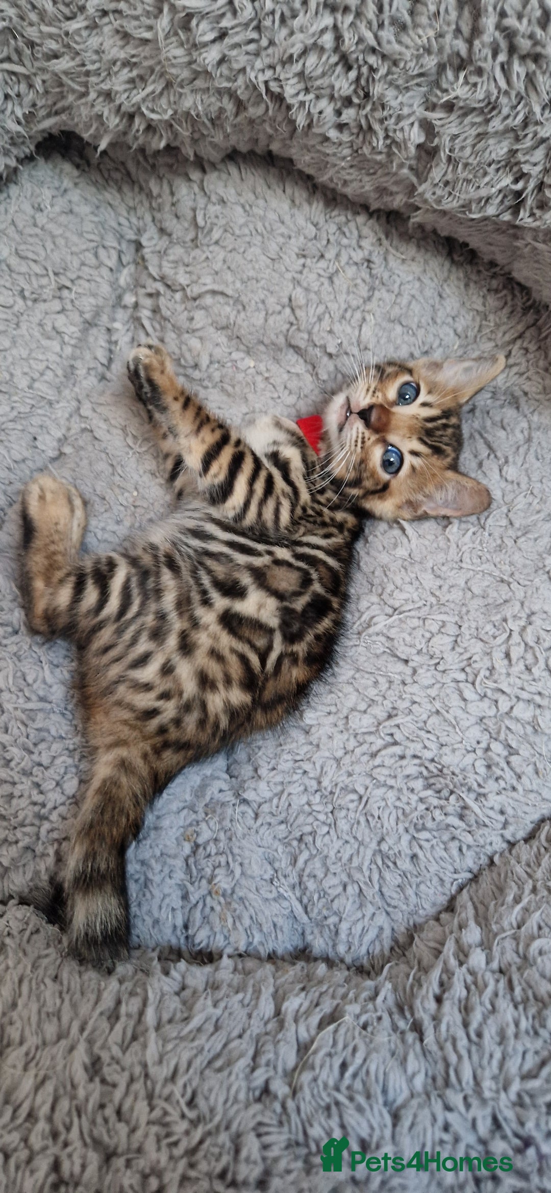 Bengal cats for sale: Pure Bengal kittens ❤️  - Image 17