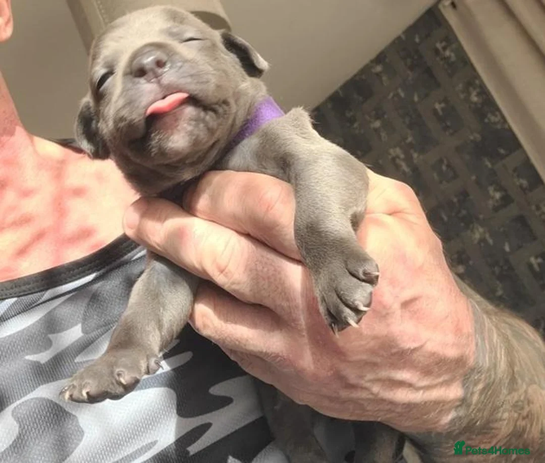Staffordshire Bull Terrier dogs for sale: Tail-Wagging Stars with Endless Charm – Staffy  in Northampton - Advert 10