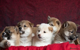 Japanese Shiba Inu dogs for sale: Beautiful KC Reg Japanese Shiba Inu Puppies - Image 4