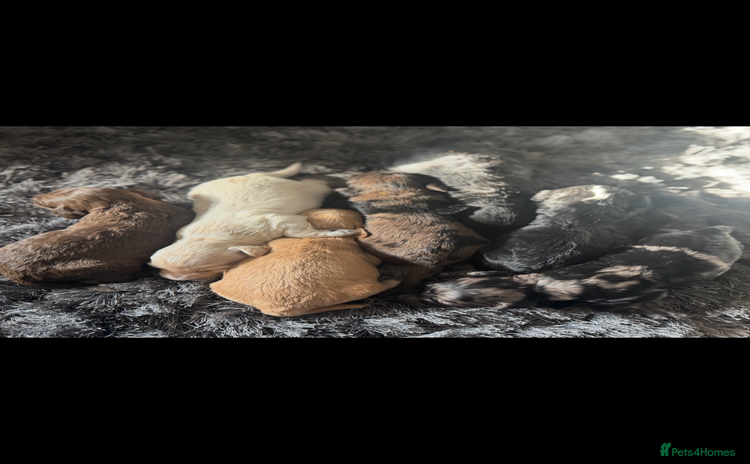 Cockapoo dogs - Advert 2