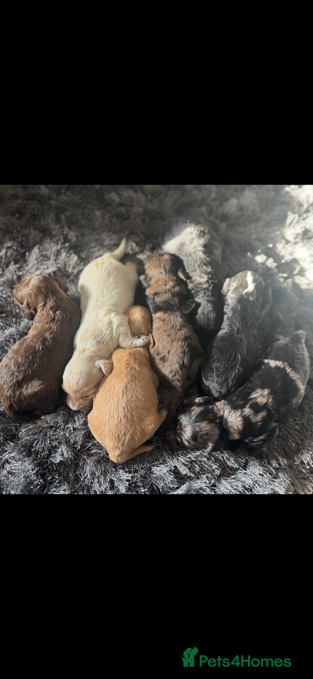 Cockapoo dogs for sale: Rare stunning American miniature teddy cockapoos  - Image 1