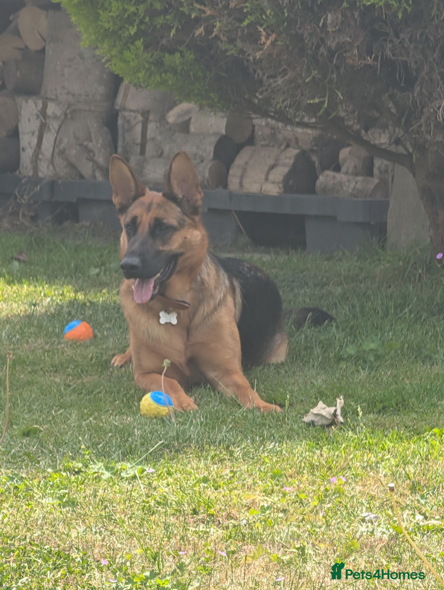 German Shepherd dogs A beautiful Skye  - Advert 2