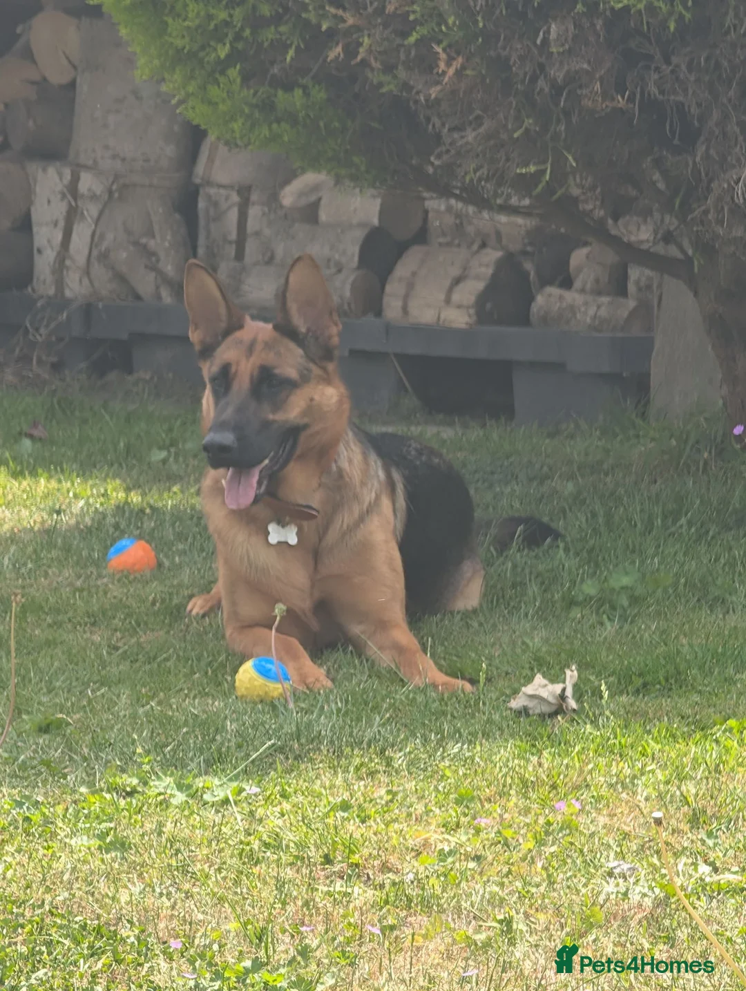 German Shepherd dogs for sale: A beautiful Skye  - Advert 2