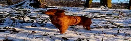 Golden Retriever dogs for sale: Stunning golden retriever puppies  - Advert 8