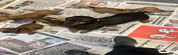 Miniature Dachshund dogs for sale: Stunning miniature dachshund puppies ready now  - Advert 6