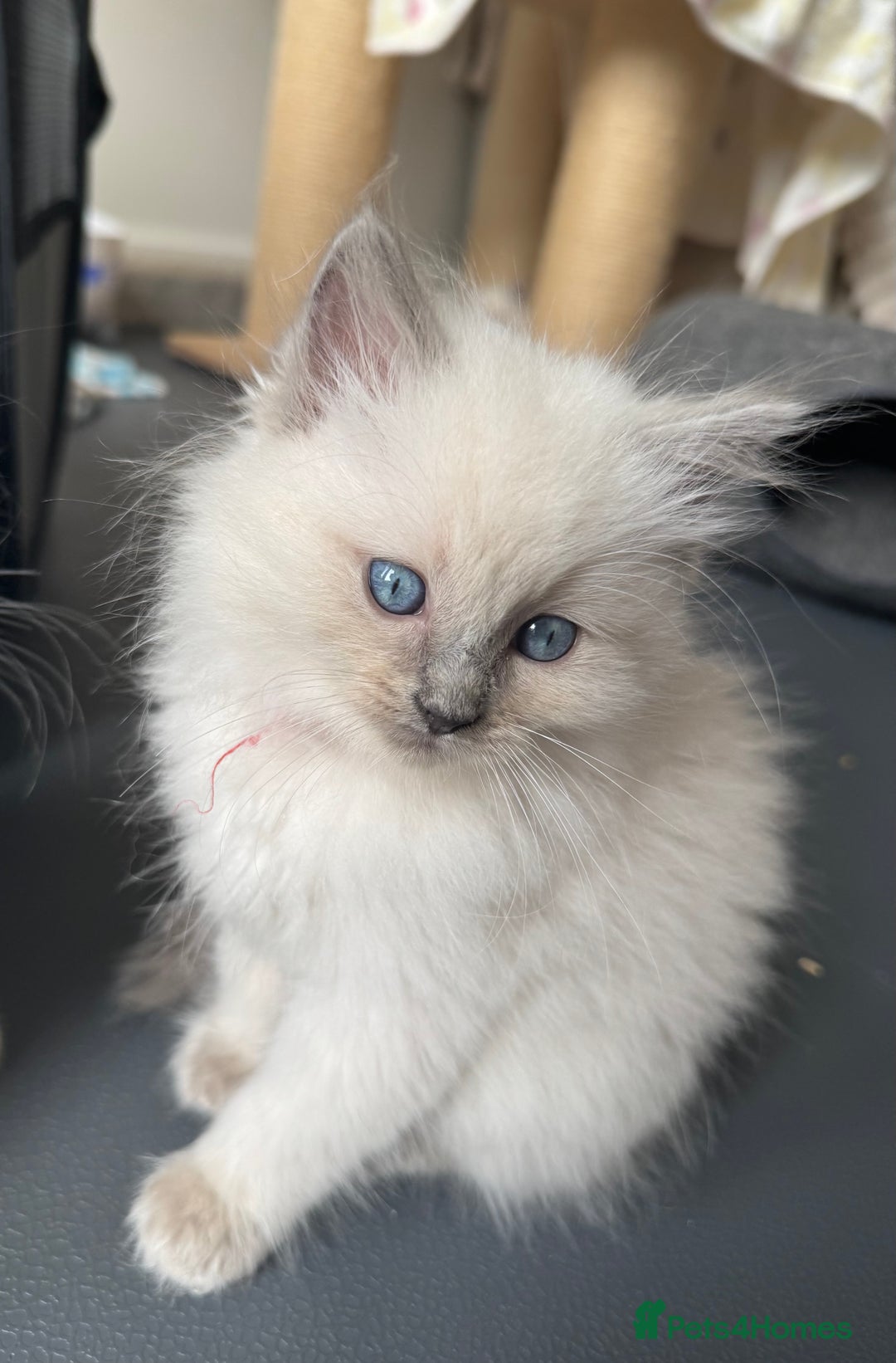 Ragdoll cats for sale: Adorable Ragdoll Kittens Seeking Forever Homes - Image 24
