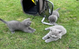 Brazilian Shorthair cats for sale: I'll put in good hands - Image 15