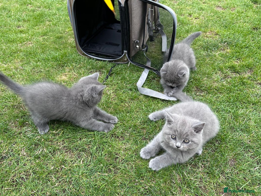 Brazilian Shorthair cats for sale: I'll put in good hands - Image 15
