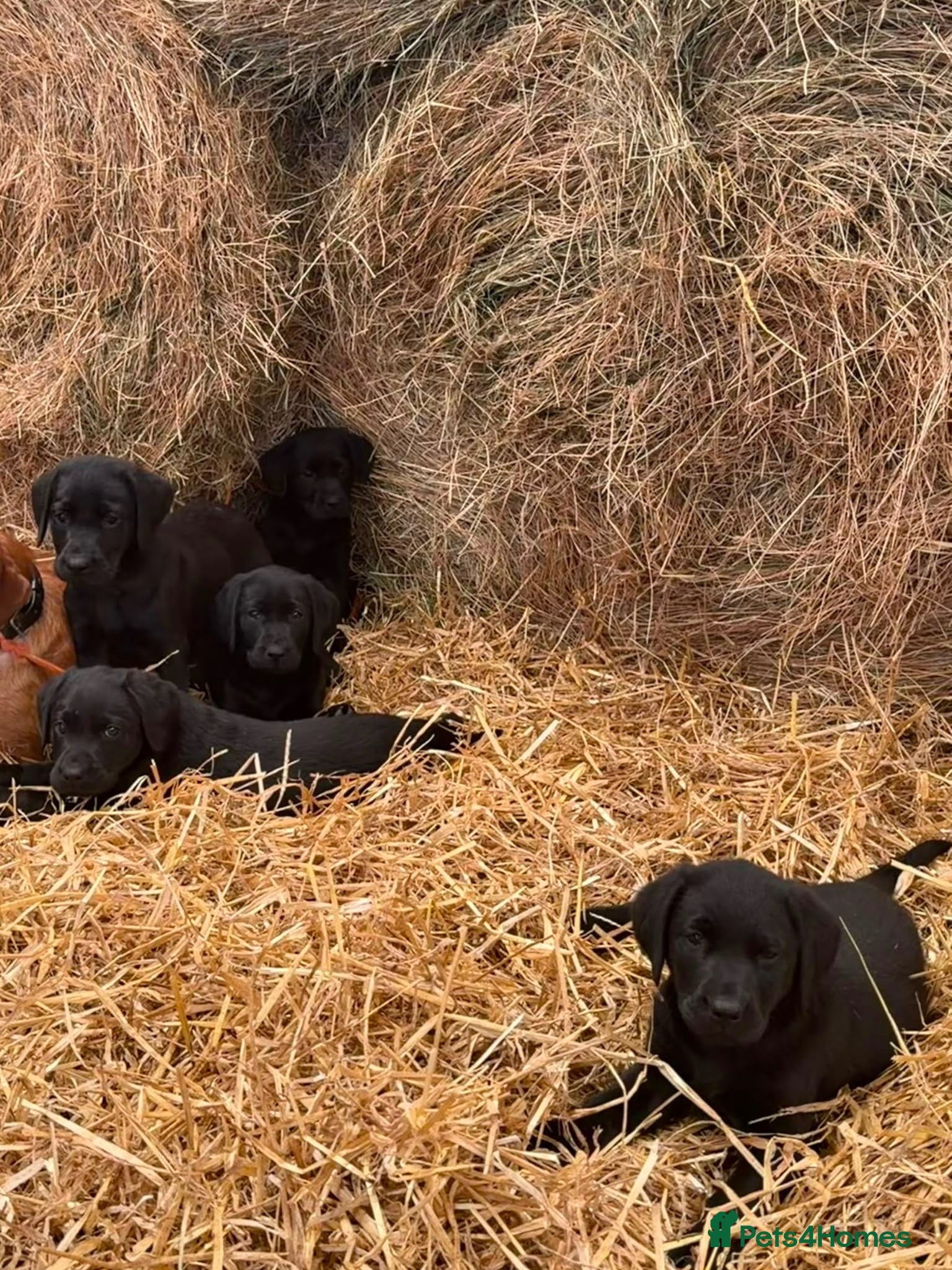 Labrador Retriever dogs Adorable Labrador Puppies - Advert 8