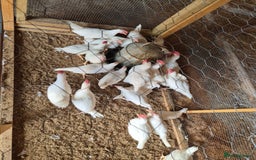 Chickens poultry for sale: Chickens for sale - Image 8