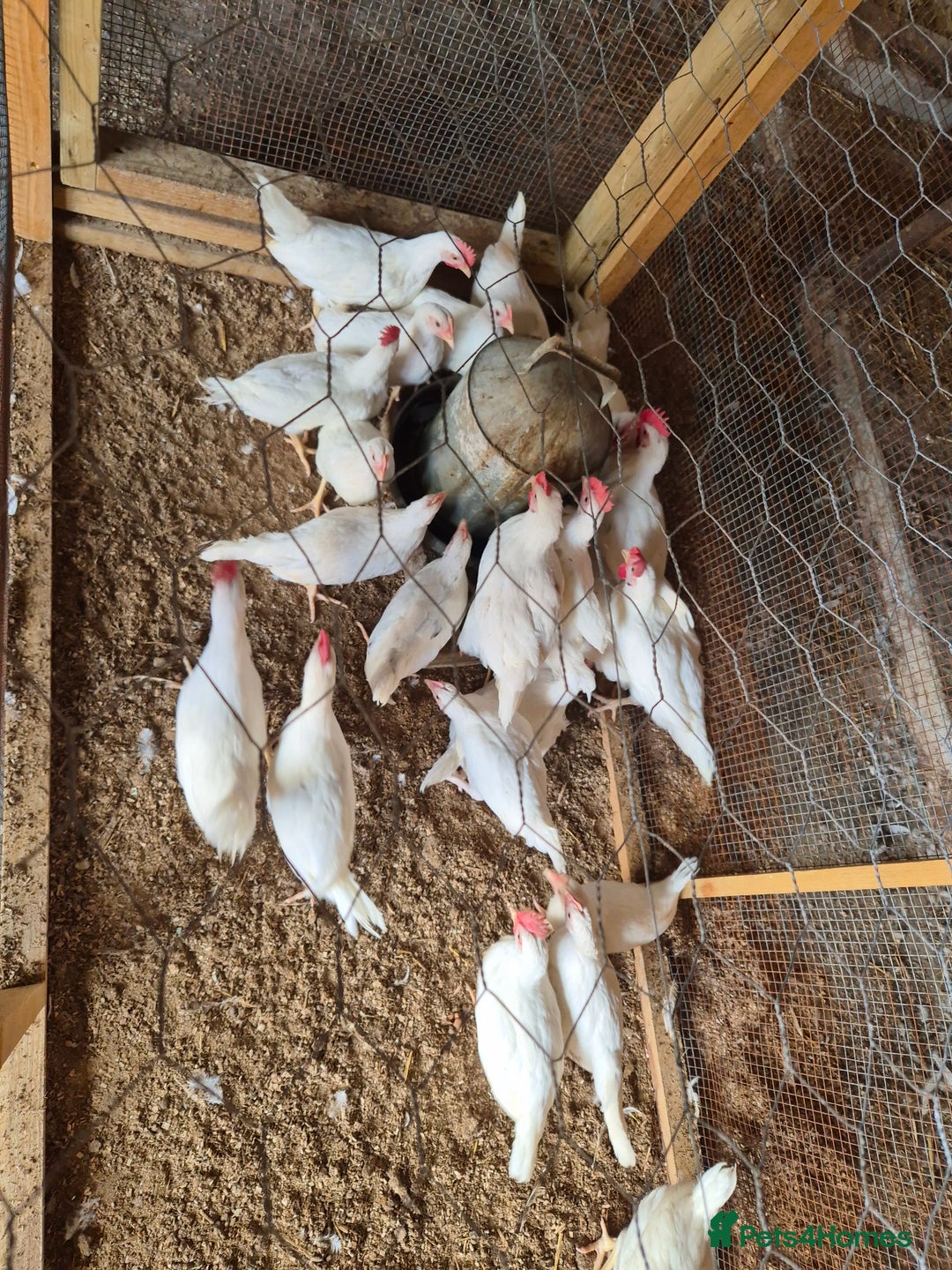 Chickens poultry for sale: Chickens for sale - Image 8