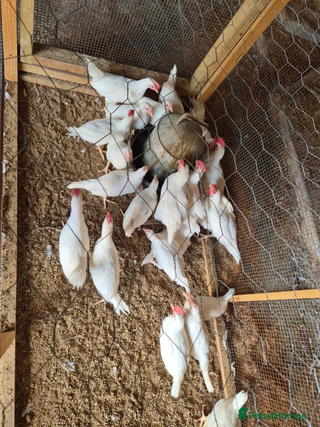 Chickens poultry for sale: Chickens for sale - Advert 8