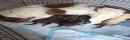Sprocker dogs for sale: Sprocker pups - Advert 31