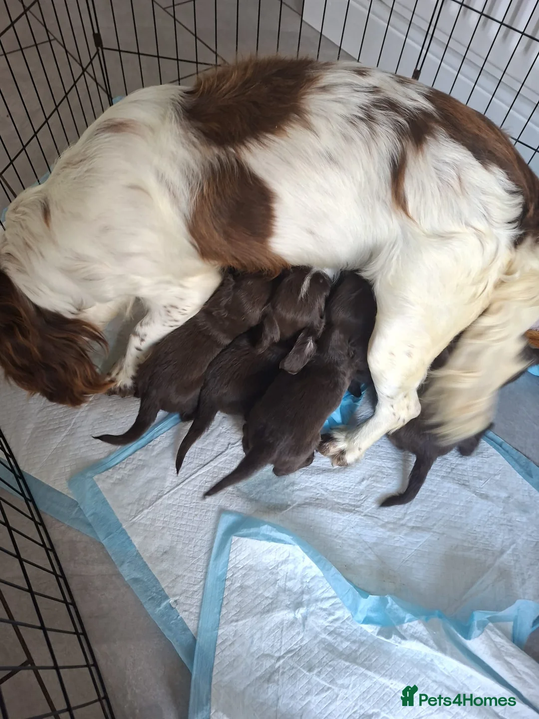 Sprocker dogs for sale: Sprocker pups - Advert 31