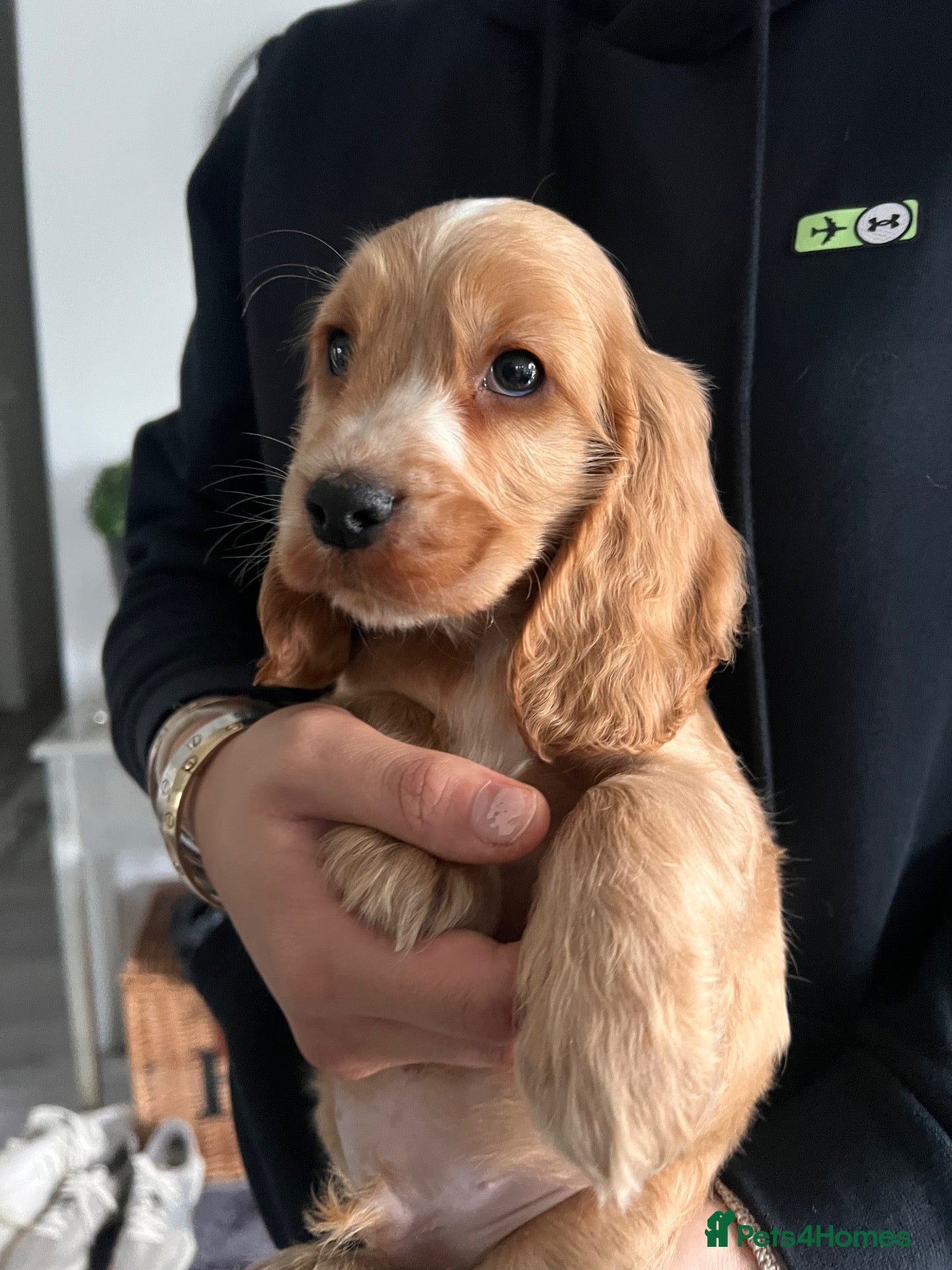Cocker Spaniel dogs for sale: One gold boy Show type cocker spaniel  - Advert 2
