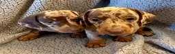 Miniature Dachshund dogs for sale: STUNNING SMOOTH HAIR MINI DACHSHUND PUPPIES  - Advert 7