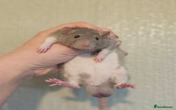 Rat rodents for sale: Deansfield Rattery - Rex, Dumbo, Double Rex - Advert 7