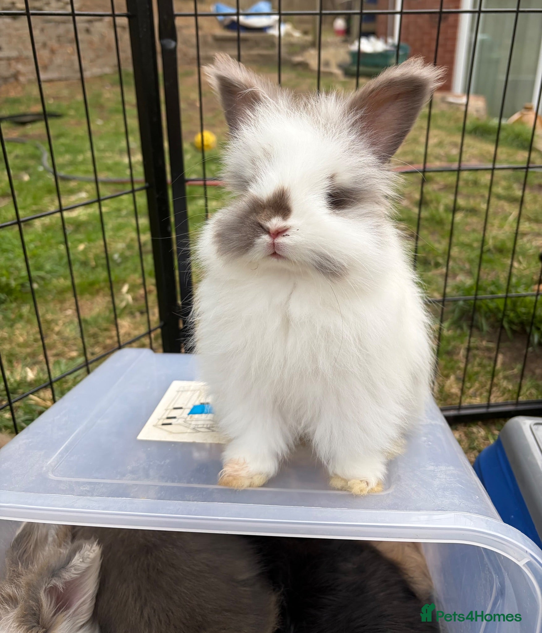Angora rabbits Full Face English Angoras - Advert 1