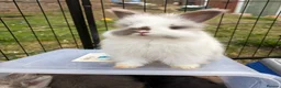 Angora rabbits for sale: Full Face English Angoras - Advert 1